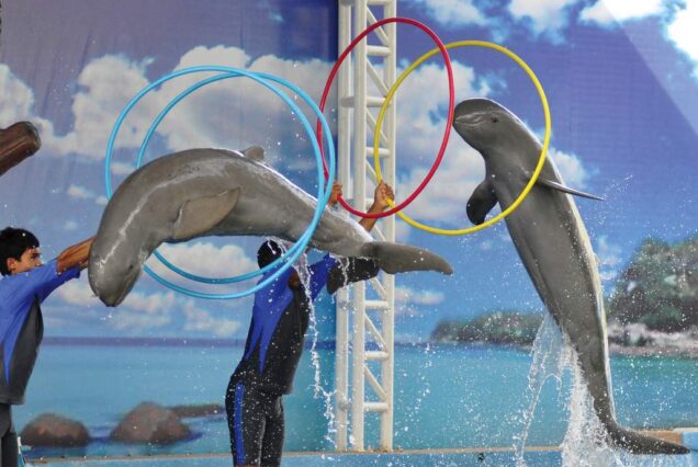 Delphin-Welt-Show