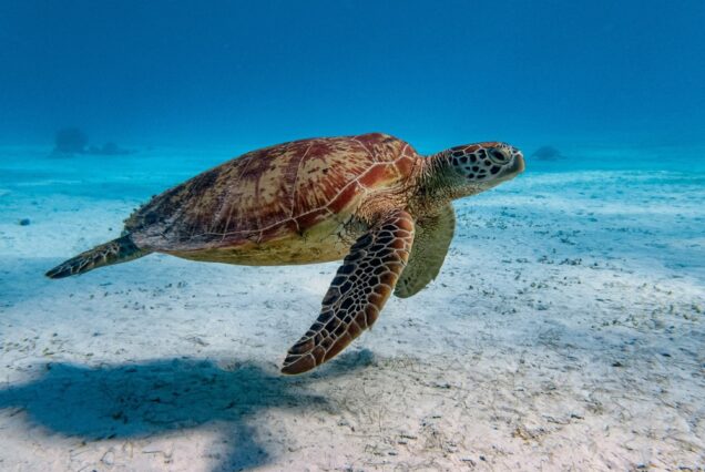 Marsa Alam Schildkröten & Dugong