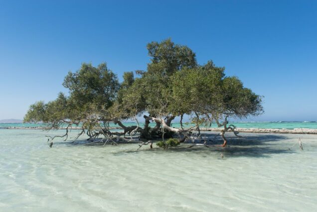 Utopia Insel Schnorcheln VIP