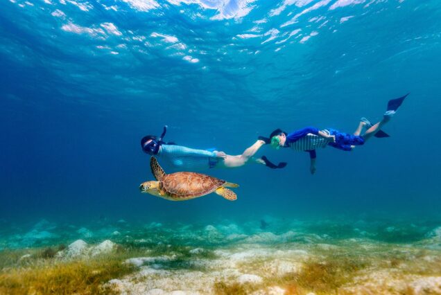 Abu Dabbab Schnorchel-Ausflug