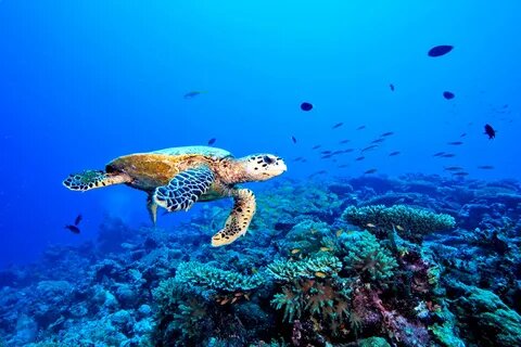 Abu Dabbab Schnorchel mit Schildkröten