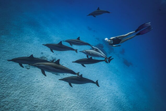 VIP DELFINHAUS HURGHADA