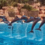 Delfine Hurghada im Dolphin House bei einem Bootsausflug im Roten Meer