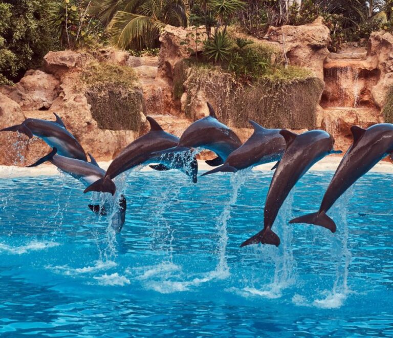 Delfine Hurghada im Dolphin House bei einem Bootsausflug im Roten Meer