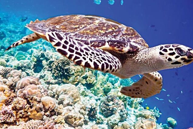 Halbtägiger Ausflug zum Schnorcheln am Strand von Abu Dabbab ab Marsa Alam&El Quseir