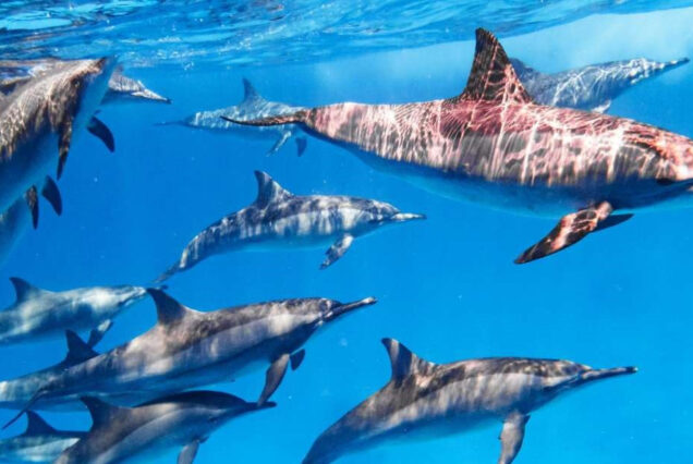 Private Speedboot-Tour ab El Gouna – Delfinbeobachtung & Schnorcheln