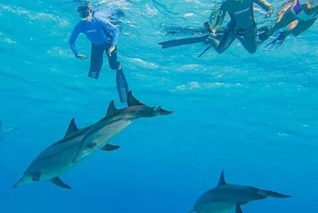 Magische Delfin- & Schnorcheltour El Gouna