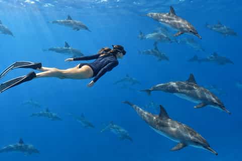 Sataya Delfin Tour ab Marsa Alam – Delfine, Schnorcheln & Tauchen