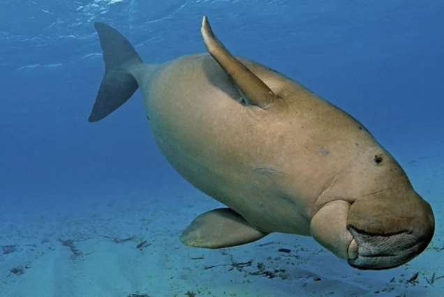 Marsa Mubarak Schnorcheln mit Dugong & Schildkröten